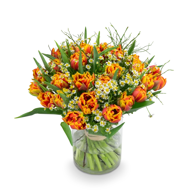 Kytice prémiových tulipánů